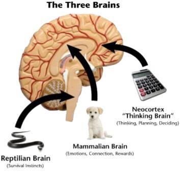 Neuromarketing - 3 gebieden in ons brein